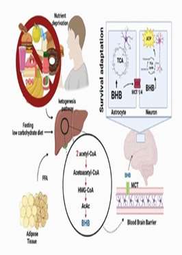 The Multifaceted Influence of BetaHydroxybutyrate on Autophagy Mitochondrial Metabolism and Epigenetic Regulation